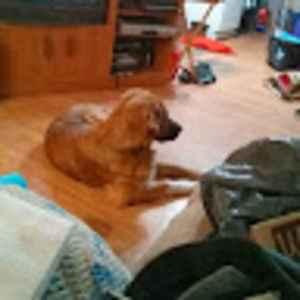 Meet your Posher, Betty